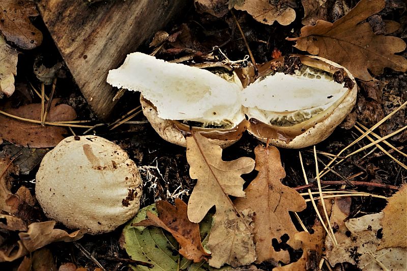 Foto 7 verkleind.jpg - Paddestoelen